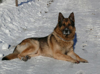 Tiere